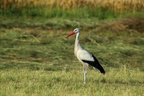 A stork stands still in a meadow bathed in sunlight, white stork (Ciconia ciconia), farmland,