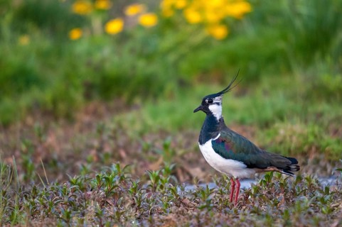 Lapwing, vanellus vanellus, birds, charadriiformes, limikolen, plovers, birds, waders, waders