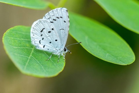 Brandenburg, Celastrina Argiolus, Germany, buckthorn blue, holly blue, Nabu, Nabu project, national