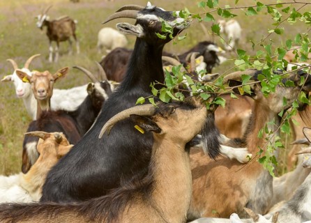 Artiodactyla, Capra Aegagrus Hircus, even-toed ungulate, domestic goat, cloven-hoofed, Pöllwitzer