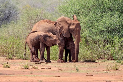 African elephant (Loxodonta africana), adult, calf, foraging, social behaviour, Kruger National