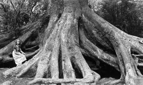 Young woman posing in front of the roots of an 'octopus tree' in the 'Trees of Mystery' park on