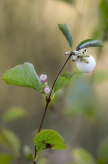 Common snowberry, common snowberry, poppy pea, snowberry, symphoricarpos albus, berry, flora,