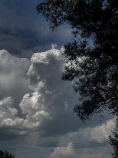 Accumulation of Cumulus cluster clouds, cumulus clouds, fair weather clouds against a blue sky