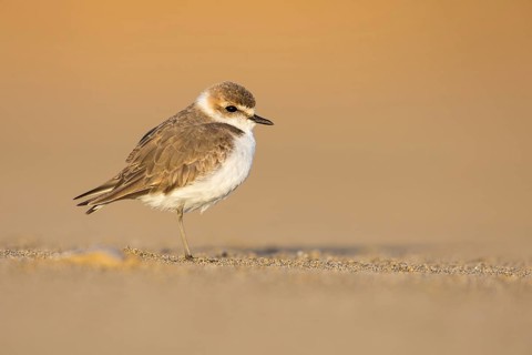 Kentish Plover (Charadrius alexandrinus) on beach, Fuerteventura, Spain