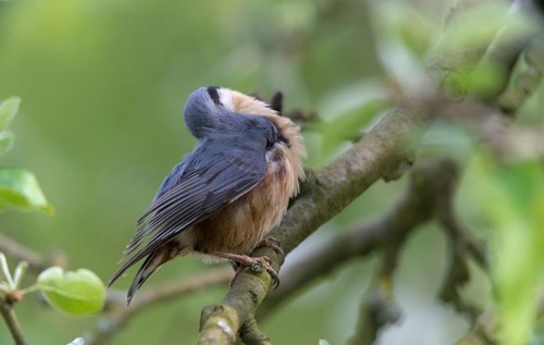Nuthatch, Sitta Europaea, Birds, Plumage Care, Passeri, Preening, Songbirds, Birds