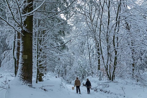 Two woman taking a walk with a dog through a snowy forest, winter, snow, Sieversen, Samtgemeinde
