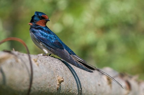 Hirundo rustica, house martin, swallow, birds, passeri, swallows, songbirds, songbirds, birds