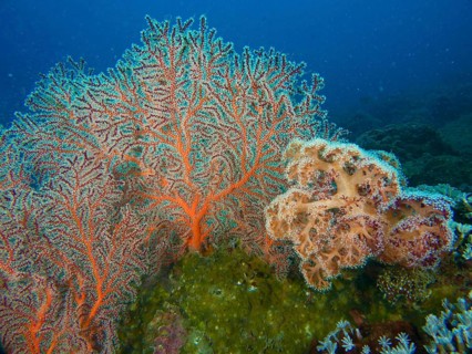 Complex coral structures, red knotted fan coral (Melithaea ochracea), with contrasting colours on