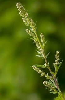 Artemisia vulgaris, asteraceae, mugwort, common mugwort, common mugwort, daisy, chrysanthemum weed,