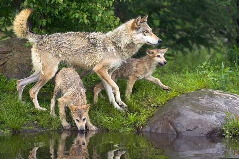 Timberwolf, wolf, American wolf (Canis lupus lycaon), Minnesota, USA, three wolves are exploring
