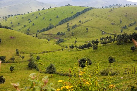 Hilly meadow landscape with dairy cows, Rwanda