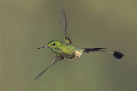 Booted Racket-tail (Ocreatus underwoodii), Ecuador