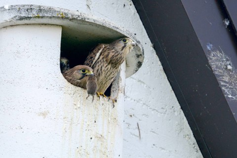 Falco tinnunculus, Common Kestrel, kestrel, birds, brood, falcon, falconiformes, falcons, birds of