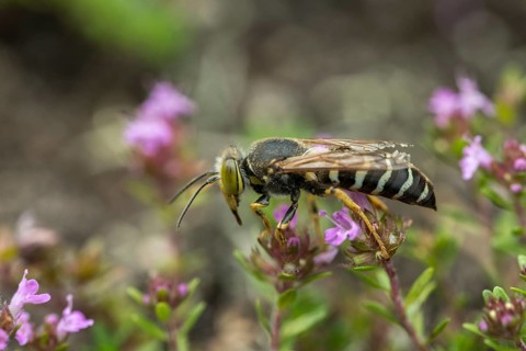Bembix rostrata, common European sand wasp, crabroniade, hymenoptera, gyro wasp, digging wasps,