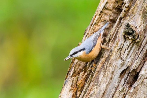 Eurasian nuthatch (Sitta europaea) sitting on an old wrotten tree trunk at a swamp, Bavaria,