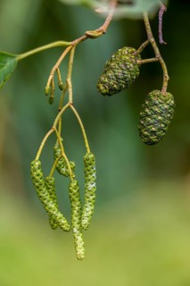 Alnus glutinosa, betulaceae, birch family, European alder, European black alder, alder, tree, black