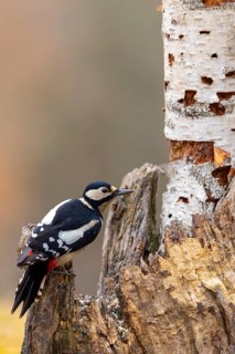 A woodpecker is perched on a tree trunk, surrounded by autumnal colours: a great spotted woodpecker