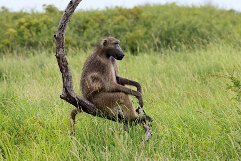 Bear baboon (Papio ursinus), Chakma baboon, adult, sitting, relaxed, tree trunk, observing, Kruger