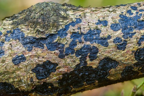 Exidia Friesiana, Exidia Pithya, softwood gland, tar stains jelly fungus, tar spot glandular,