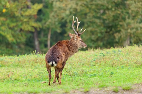 An adult male sambar deer (Rusa unicolor) stands in a green meadow on an overcast day. Indian
