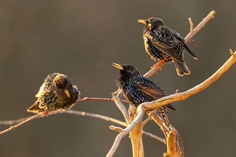 Star, Starling, Sturnus vulgaris, Birds, Passeri, Songbirds, Birds