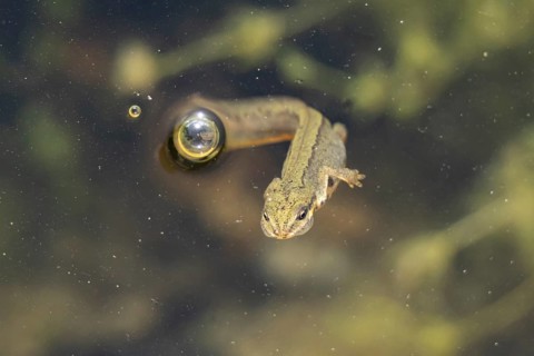 Smooth or Common newt (Lissotriton vulgaris) adult amphibian coming up for air on the surface of a
