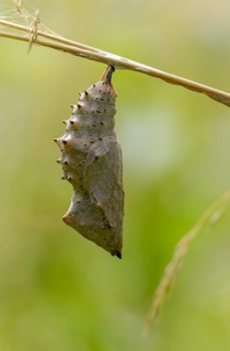 Camberwll beauty, nymphalis antiopa, mourning cloak, butterfly, high size, portrait format,