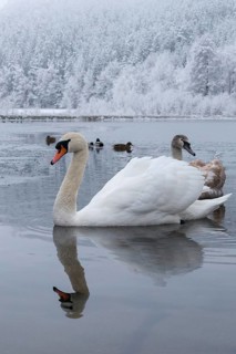 Cygnus olor, mute swan, anatidae, birds, duckbirds, high size, portrait format, cusp swan, swans,
