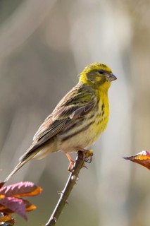 European Serin, serine, serinus serinus, birds, high size, portrait format, passeri, songbirds,