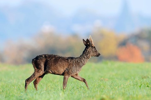 European roe deer (Capreolus capreolus), black roe deer, roebuck in autumn, Lower Saxony, Germany