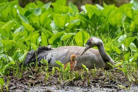Crane (gurs grus) in nest with chicks, Feldberger Seenlandschaft, Mecklenburg-Vorpommern, Germany