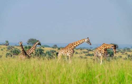 Rothschild's giraffes (Giraffa camelopardalis rothschildi) in green grass, Murchison Falls National