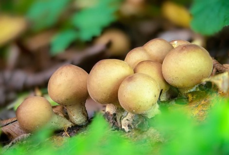 Apioperdone pyriforme, pear bovist, pear dusting, lycoperdone pyriforme, morganella pyriformis,