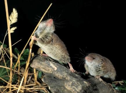 Crocidura Russula, Greater White-Toothed Shrew, House Shrew, Insectivora, Insectivora, Mammals,