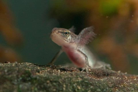 Lissotriton vulgaris meridionalis, Lissotriton vulgaris schreiberi, Schreiber's pond newt, smooth