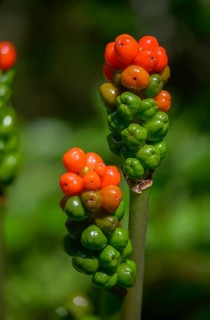 Araceae, Arum Maculatum, Spotted Arum Staff, Adder's Root, Arum Lily, Berries, Flora, Fruit Stand,