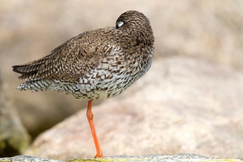 Redshank, redshank, tringa totanus, birds, charadriiformes, limikolen, sleep, snipe birds,