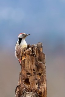 Woodpecker on a broken branch with a blue sky in the background, natural setting, middle spotted