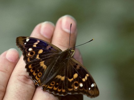 Apatura ilia, small iridescent butterfly, lesser purple emperor, butterfly, insects, leo,