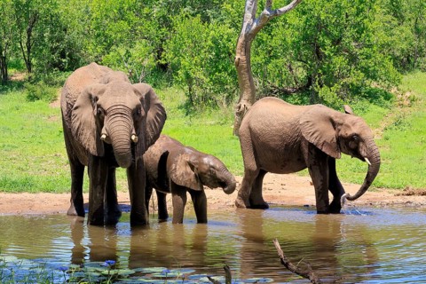 African elephant (Loxodonta africana), adult, female, mother, calf, by the water, drinking, three,