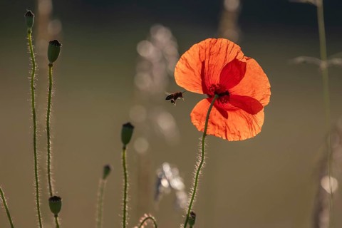 Red poppy stands alone in the field. A bee is sitting on a flower. The sky is clear and the sun is