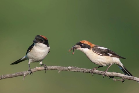 Lanius senator, red-headed shrike, woodchat shrike, birds, Bulgaria, female, male, passeri,