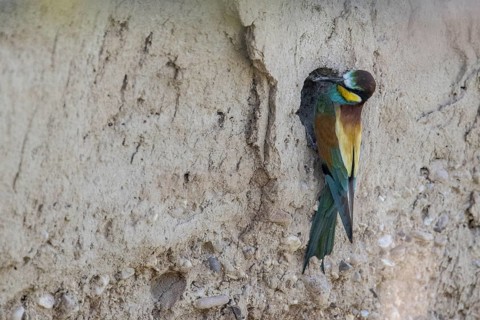 Bee-eater (Merops apiaster), Rhineland-Palatinate, Germany