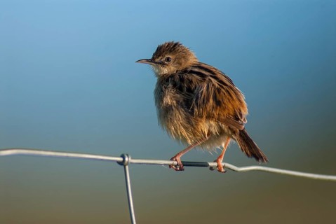 Cist-singers, cisticola juncidis, fan-tailed warblers, zitting cisticola, birds, extremadura,