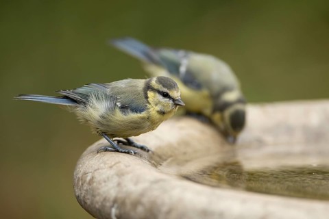 Blue tit (Cyanistes caeruleus) two adult garden birds drinking water from a bird bath, England,