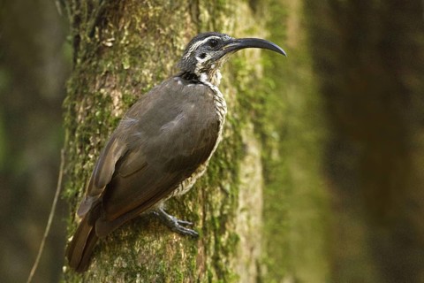 Paradise Riflebird (Ptiloris paradiseus) female, Queensland, Australia