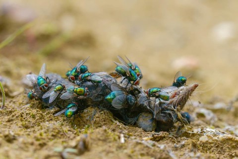 Calliphoridae, goldfly, Lucilia spec., blowflies, carrion, diptera, insects, carcass, shrew, dead,