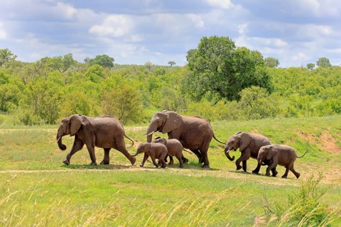 African elephant (Loxodonta africana), adult, calves, herd, walking, foraging, Kruger National