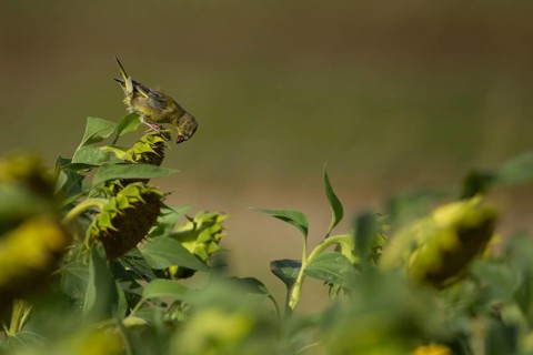 European greenfinch (Chloris chloris) adult male garden bird on a sunflower flower in summer,